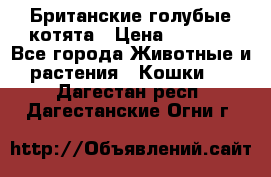 Британские голубые котята › Цена ­ 5 000 - Все города Животные и растения » Кошки   . Дагестан респ.,Дагестанские Огни г.